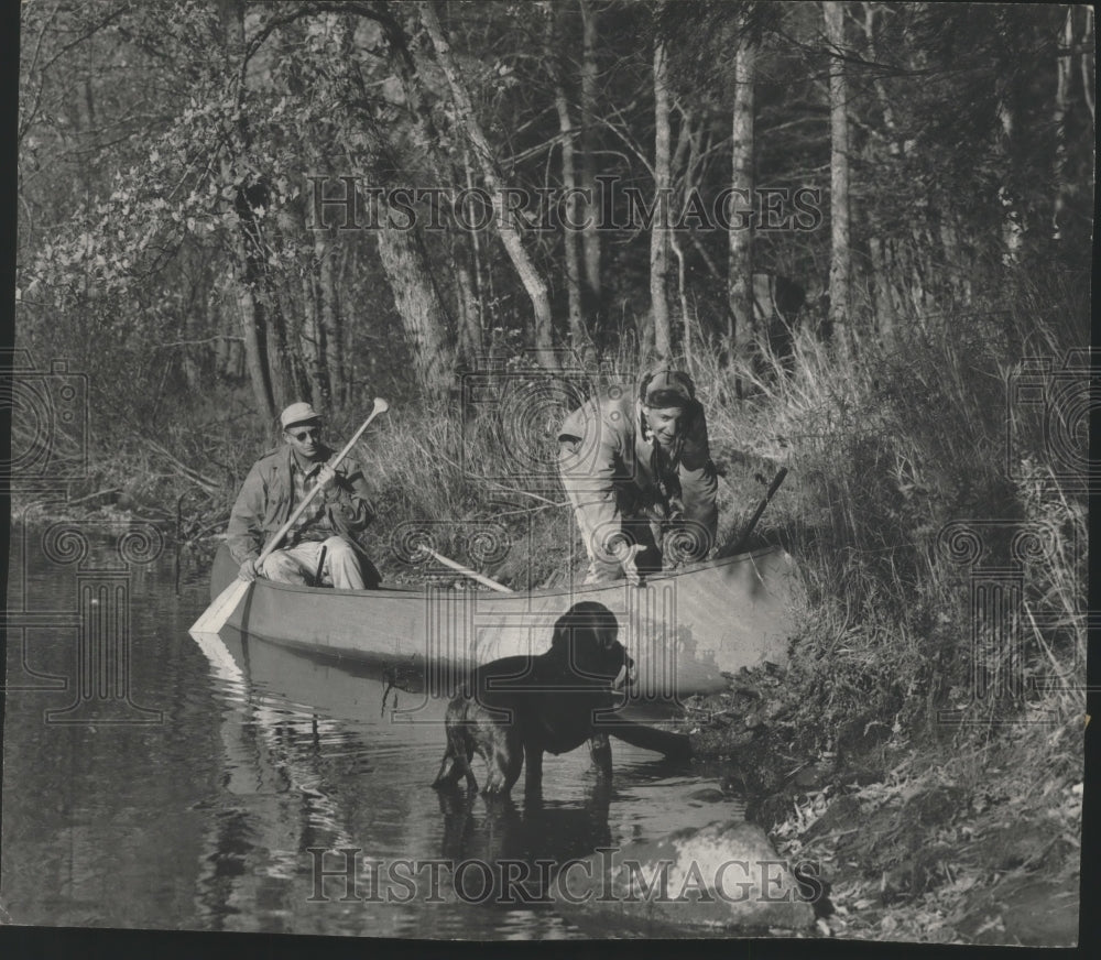 1952 Press Photo Labrador retrieves duck to Mel Ellis Wisconsin&#39;s Flambeau River - Historic Images