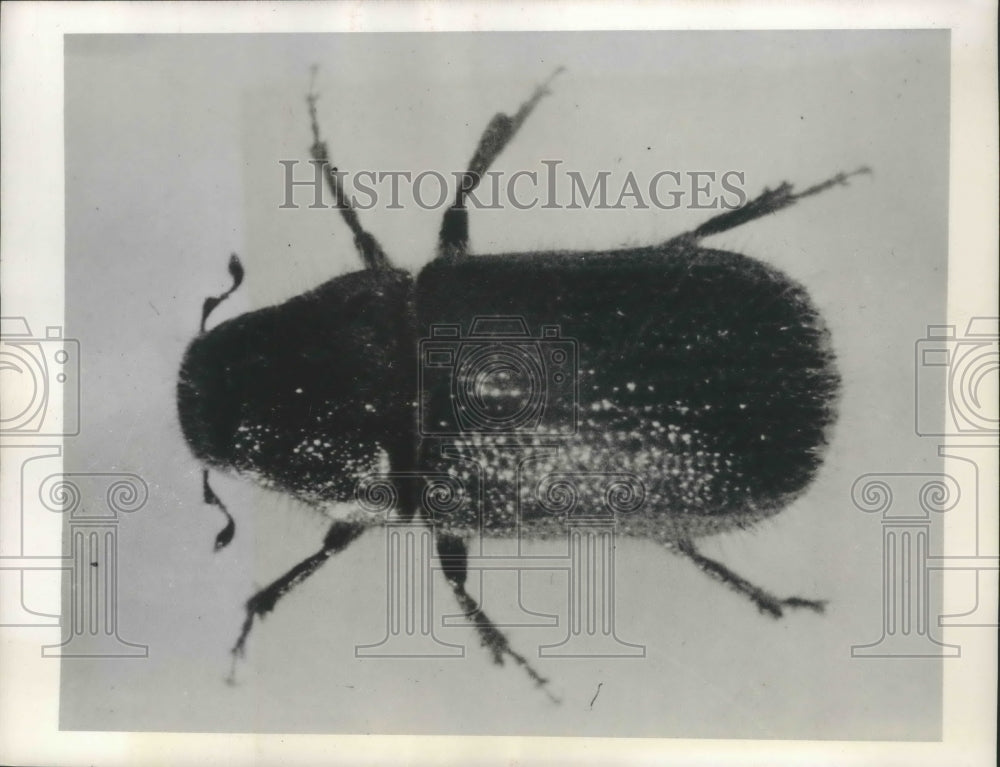 1946 Press Photo Engelmann spruce beetles attack Rocky Mountain forests - Historic Images