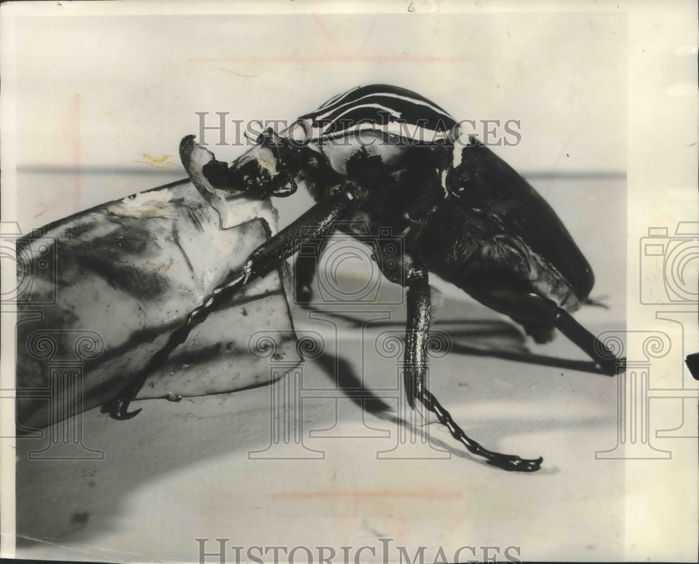 1959 Press Photo Goliath beetle, American Museum of Natural History New York-Historic Images