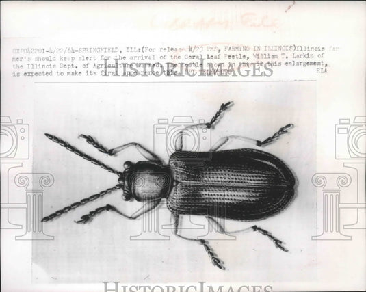 1964 Press Photo Ceral leaf beetle may come to farms in Illinois - mjb69484 - Historic Images