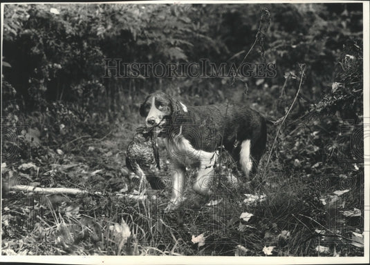 1991 Dan Kosir's dog retrieves grouse at Nicolet National Forest - Historic Images