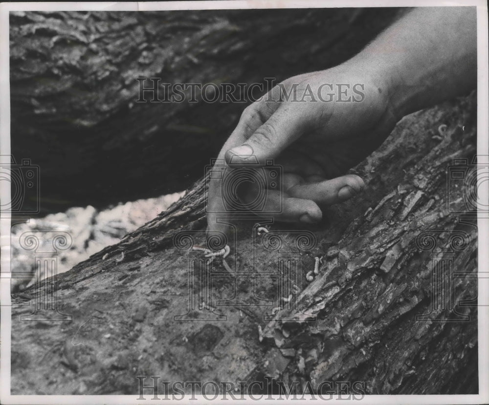 1956 Press Photo Elm Bark Beetle larvae - mjb69673 - Historic Images