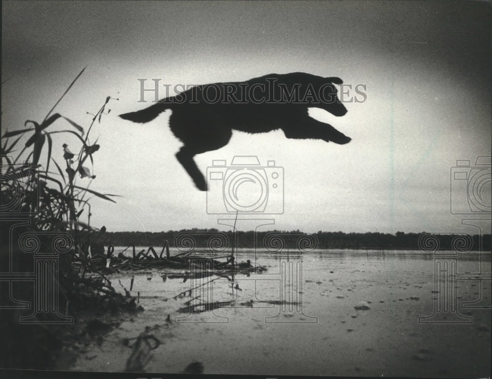 1984 Press Photo A Labrador jumps into lake, Wisconsin duck hunting season - Historic Images