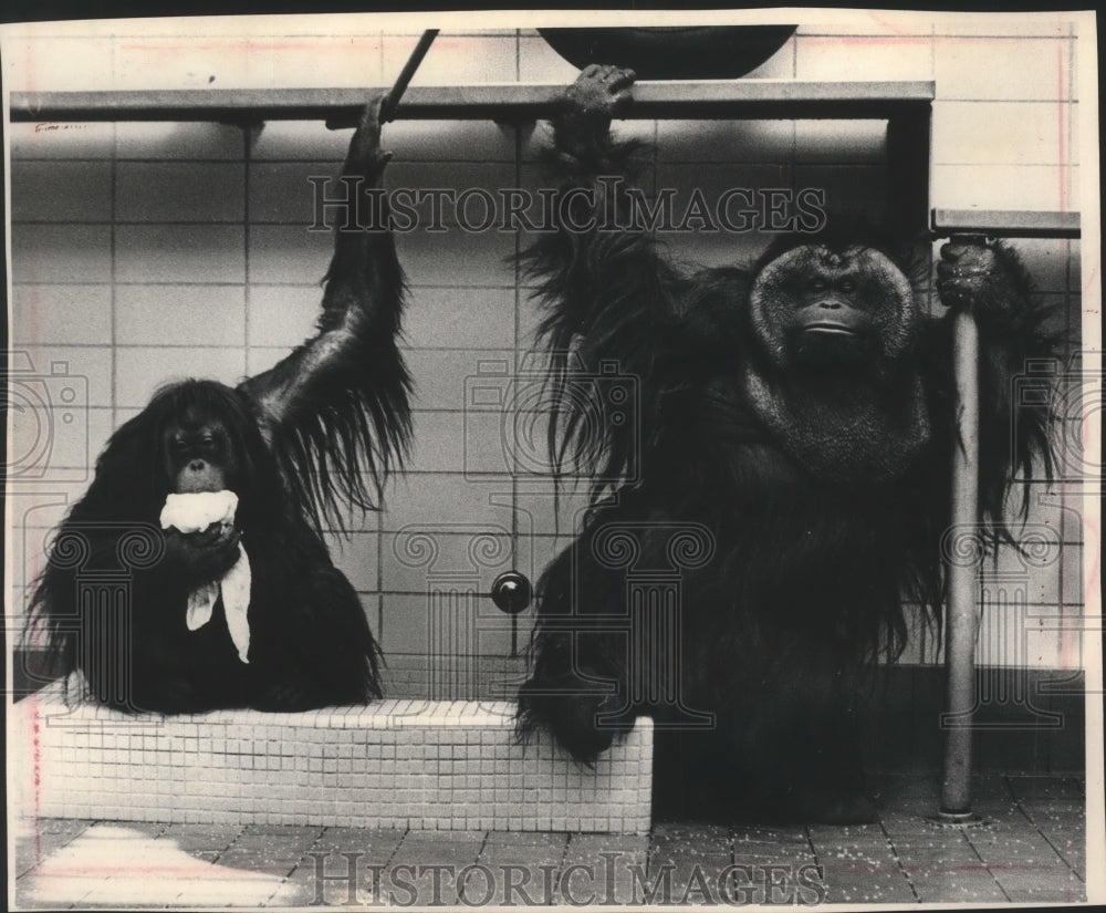 1966 Press Photo Orangutans, Tia and new mate Chang at the Milwaukee zoo - Historic Images