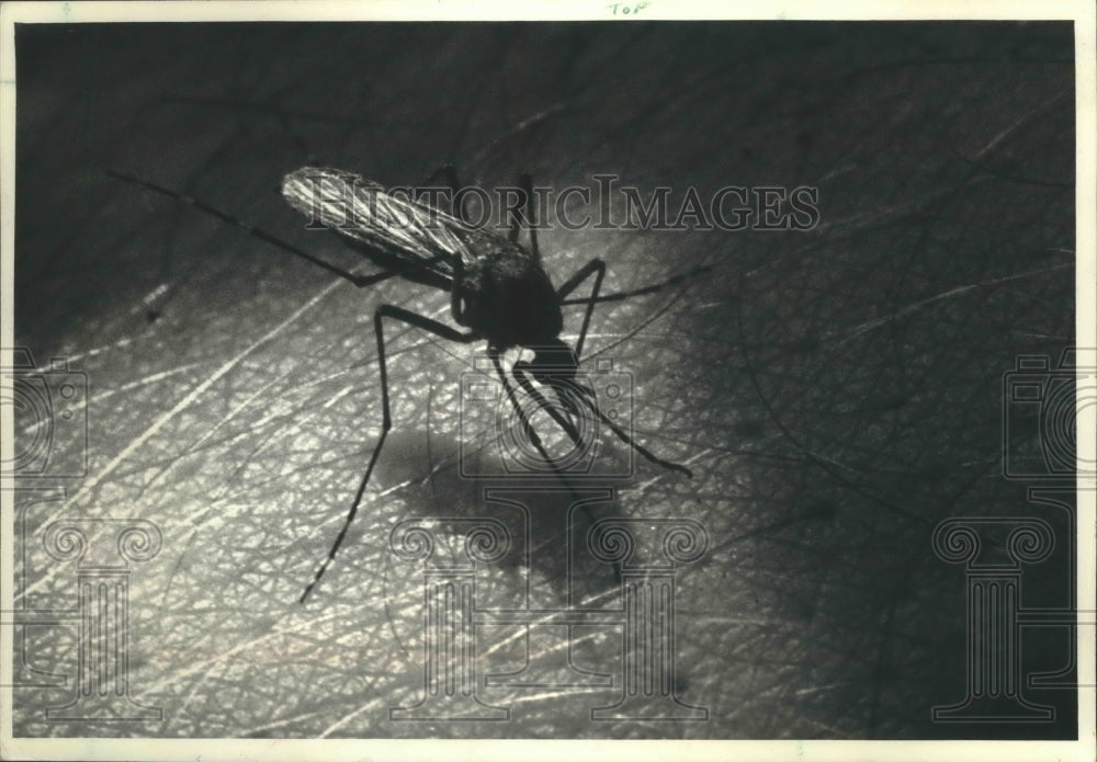 1987 Press Photo Hot, dry weather means fewer mosquitoes, but some are around - Historic Images