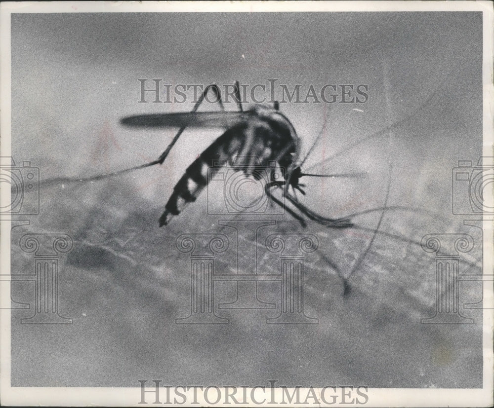 1967 Press Photo Mosquito - mjb69881 - Historic Images