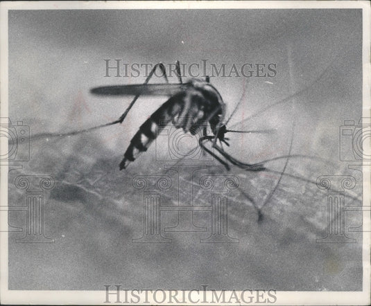 1967 Press Photo Mosquito - mjb69881 - Historic Images