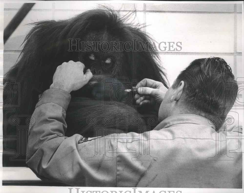 1968 Press Photo Milwaukee Zoo&#39;s Lester Bulgarian with baby orangutan and mother - Historic Images