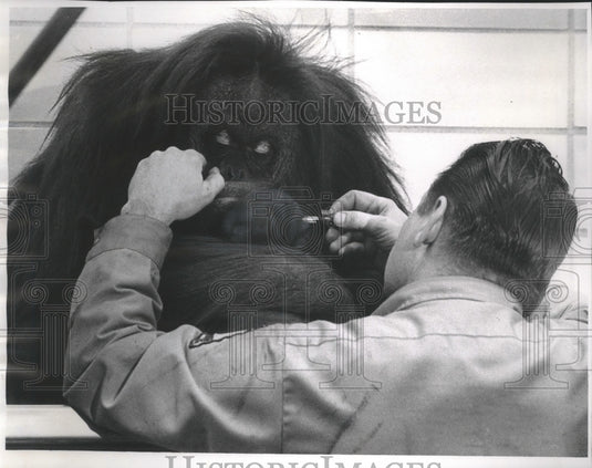 1968 Press Photo Milwaukee Zoo's Lester Bulgarian with baby orangutan and mother - Historic Images