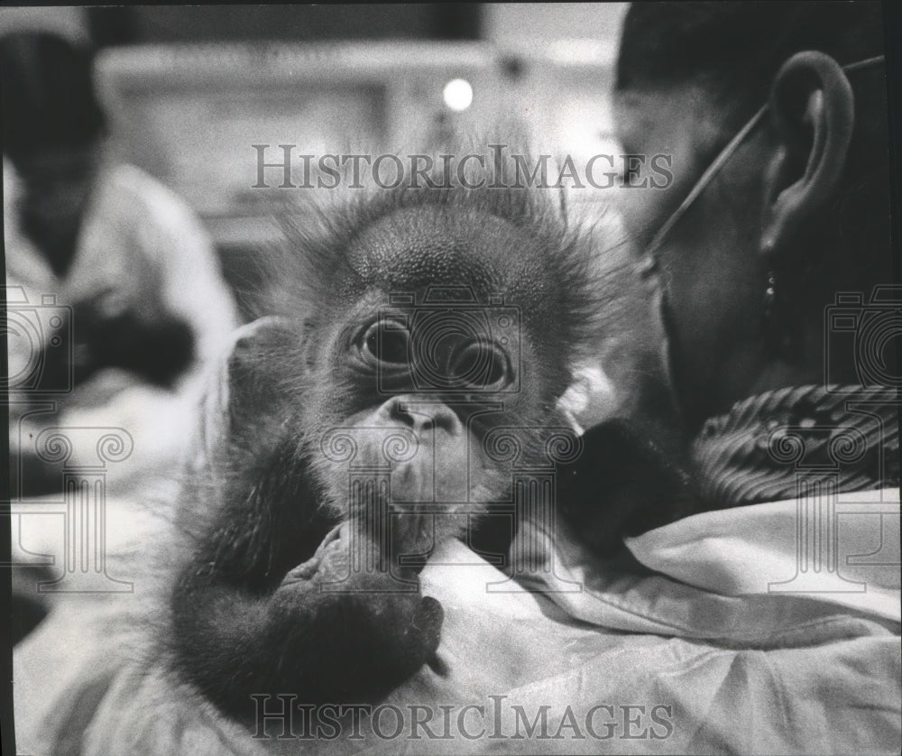 1974 Press Photo Milwaukee Zoo attendant Mrs. Amy Fischer with baby orangutan - Historic Images