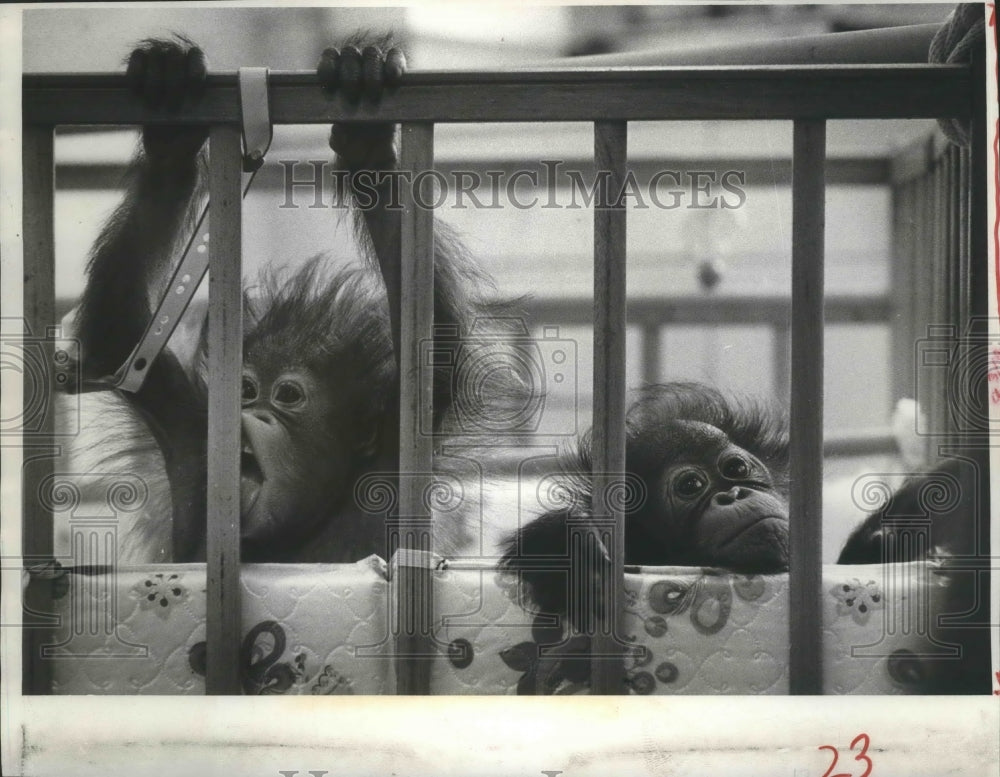 1975 Twin baby orangutans at Milwaukee County Zoo, Beany and Sonny-Historic Images