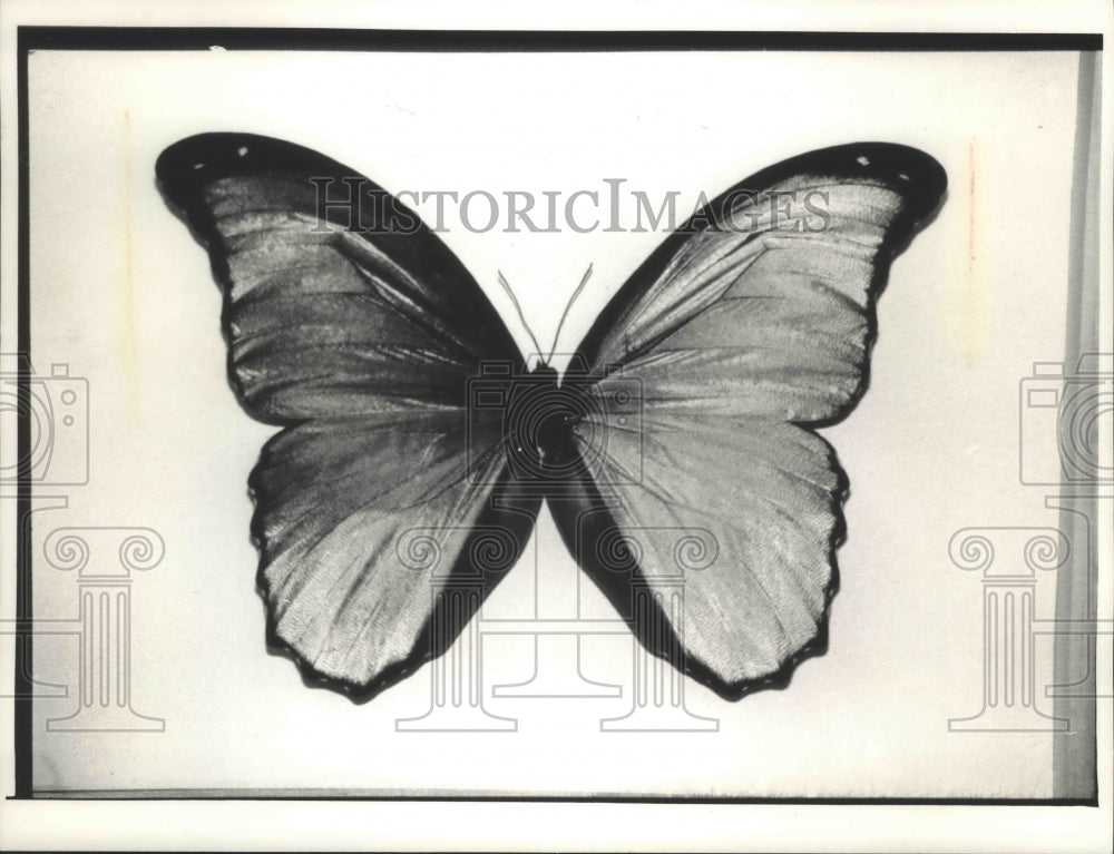 1992 Press Photo South American Morpho butterfly's iridescent blue wings - Historic Images