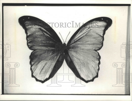 1992 Press Photo South American Morpho butterfly's iridescent blue wings - Historic Images