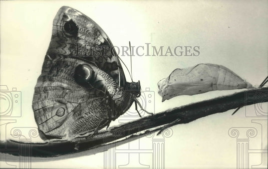 1986 Press Photo Seniors can focus on colorful insects at Environmental Center. - Historic Images