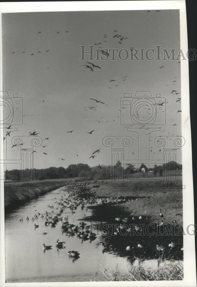1989 Press Photo Canada geese rest in Horicon Marsh before migrating south - Historic Images