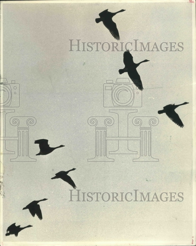 1966 Press Photo Several geese flying over the famed Horicon Marsh, Wisconsin-Historic Images