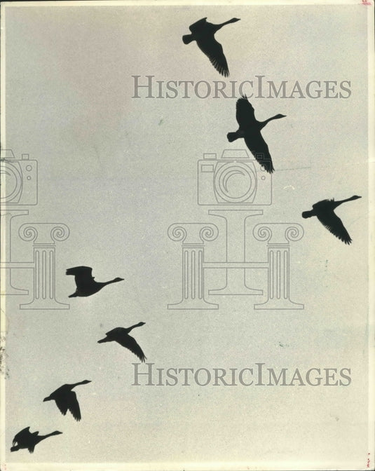 1966 Press Photo Several geese flying over the famed Horicon Marsh, Wisconsin-Historic Images