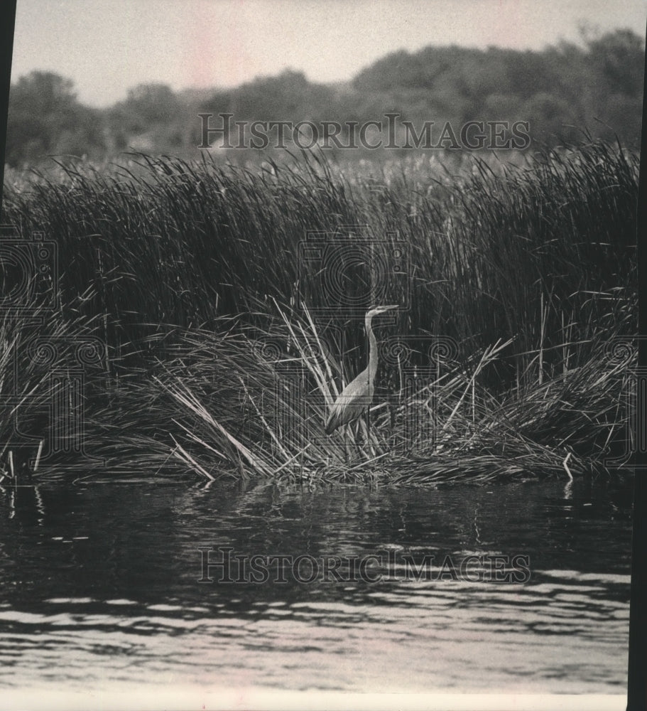 1992 Press Photo A blue heron in Horicon Marsh the world&#39;s largest cattail marsh-Historic Images