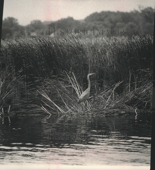 1992 Press Photo A blue heron in Horicon Marsh the world's largest cattail marsh-Historic Images
