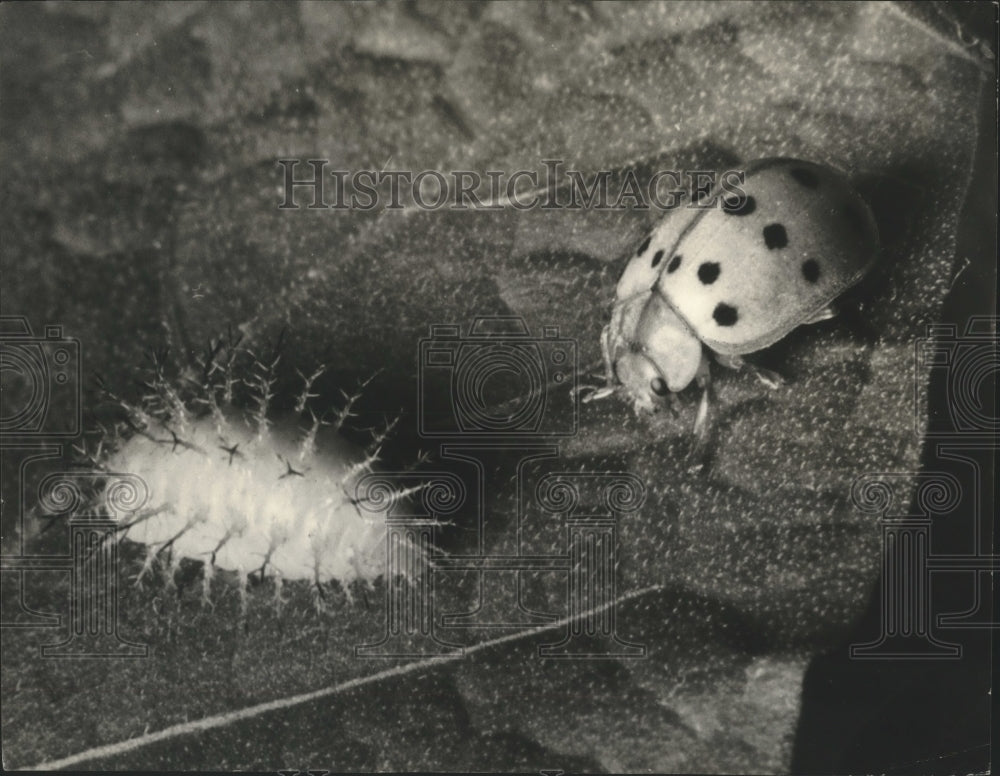 Press Photo Mexican Bean Beetle And Larvae Destroy Millions Of Dollars press-photo-mexican-bean-beetle-and-larvae-destroy-millions-of-dollars