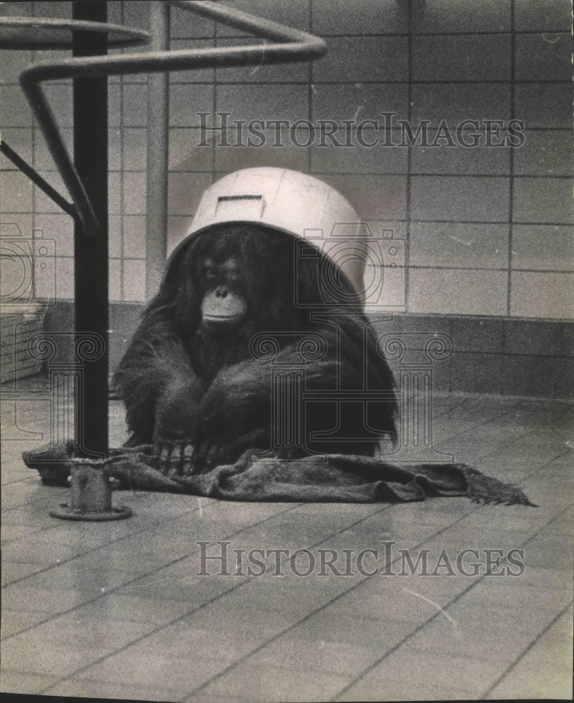 1964 Press Photo Young orangutan sits with plastic tub on head at Milwaukee zoo - Historic Images
