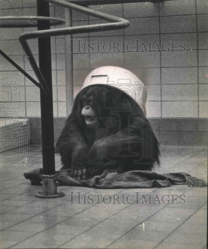 1964 Press Photo Orangutan playing with plastic tub on her head at Milwaukee zoo - Historic Images