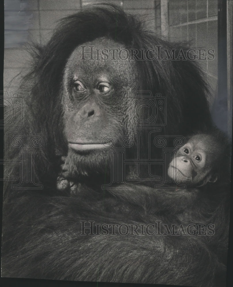 1968 Press Photo Tia, an orangutan, with offspring, Dick, at the Milwaukee Zoo - Historic Images