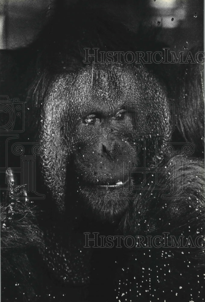 1980 Press Photo Dick, male orangutan, at the Milwaukee Zoo - mjb70278 - Historic Images