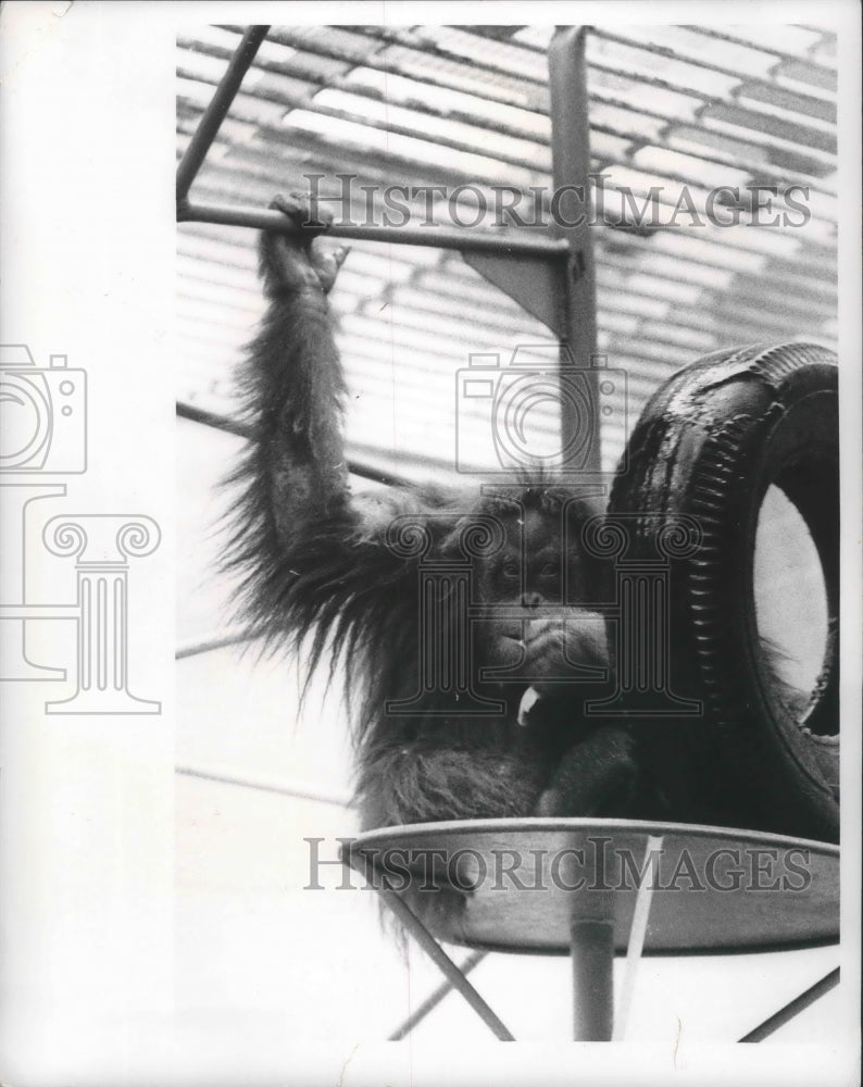 1966 Press Photo Orangutan at the Milwaukee Zoo - mjb70281 - Historic Images