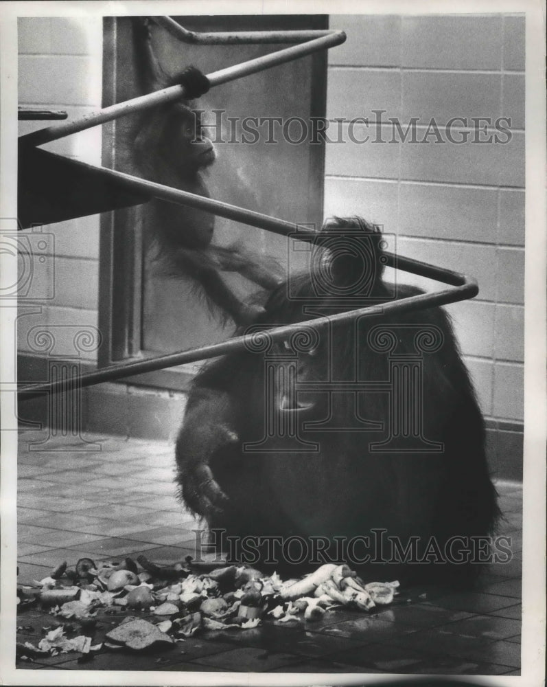 1968 Press Photo Milwaukee zoo orangutans - mjb70285 - Historic Images