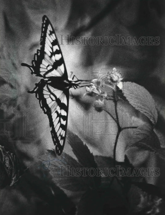 1980 Butterfly finds flowers for food Hiawatha National Forest-Historic Images
