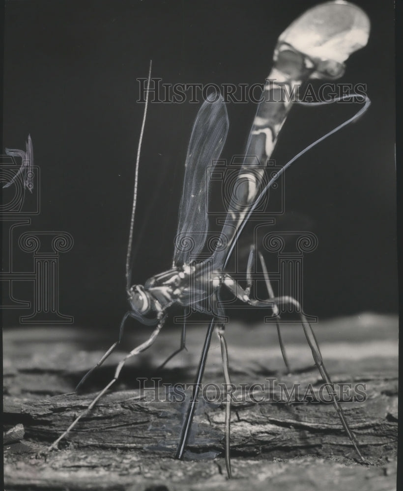 1949 Press Photo Ichneumon-wasp tail straightens while ovipositor is withdrawn - Historic Images