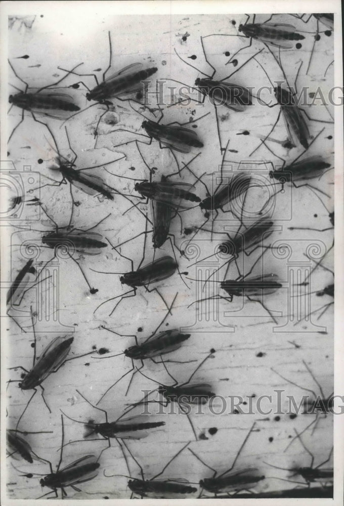 1968 Press Photo May flies gathered near shore - mjb70304-Historic Images