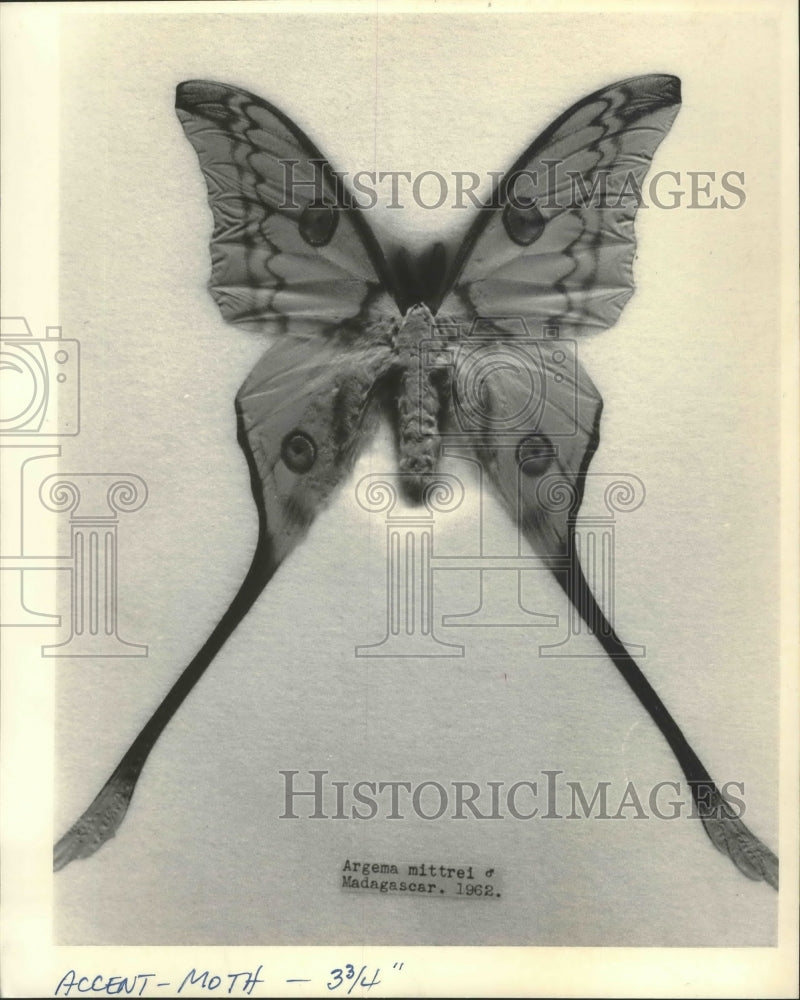 1984 Argema mittrei, a native moth of Madagascar.-Historic Images