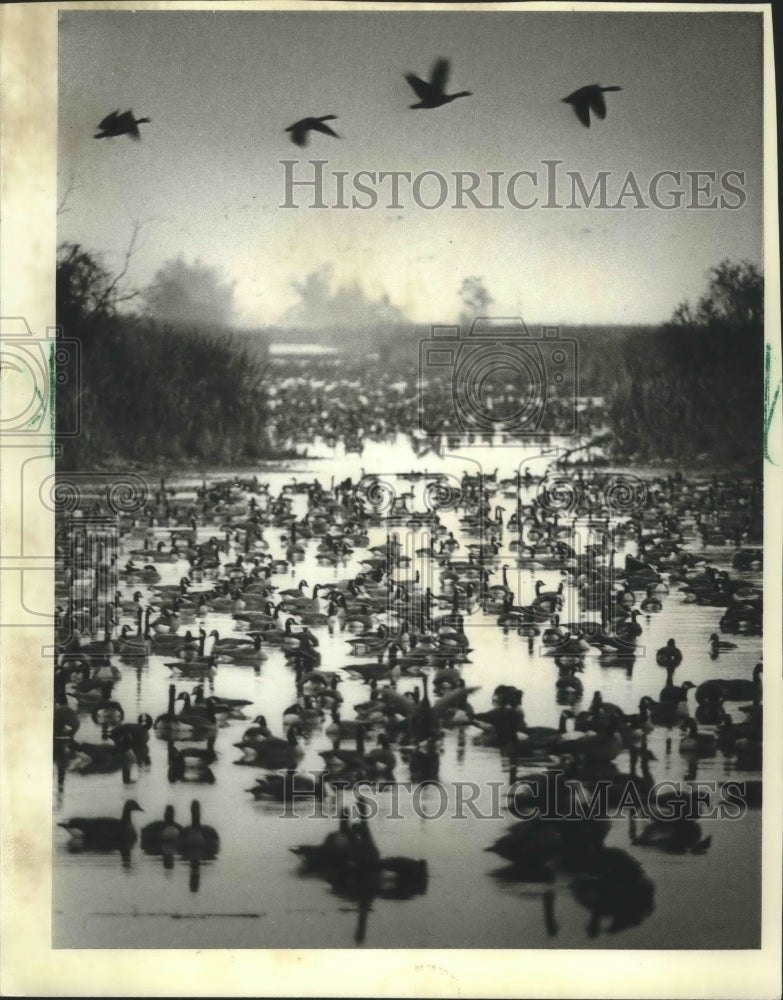 1982 Press Photo Geese pause at Horicon National Wildlife Refuge - mjb70401 - Historic Images