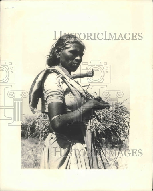 1973 Press Photo Farmer in India plants rice developed in the Philippines - Historic Images
