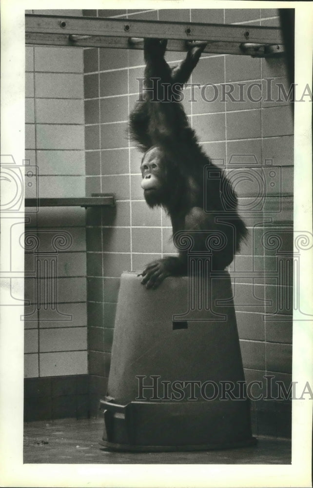 1982 Press Photo Orangutan Monkey at Milwaukee Zoo - mjb70482 - Historic Images