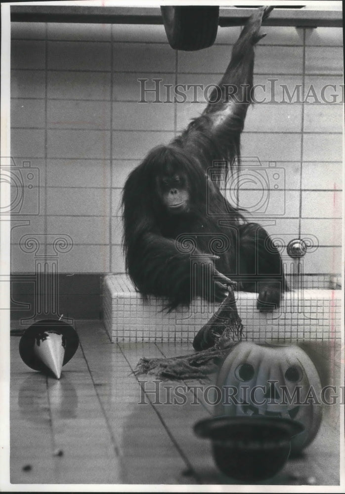 1965 Press Photo Tia, Orangutan monkey at the Milwaukee Zoo - mjb70483 - Historic Images