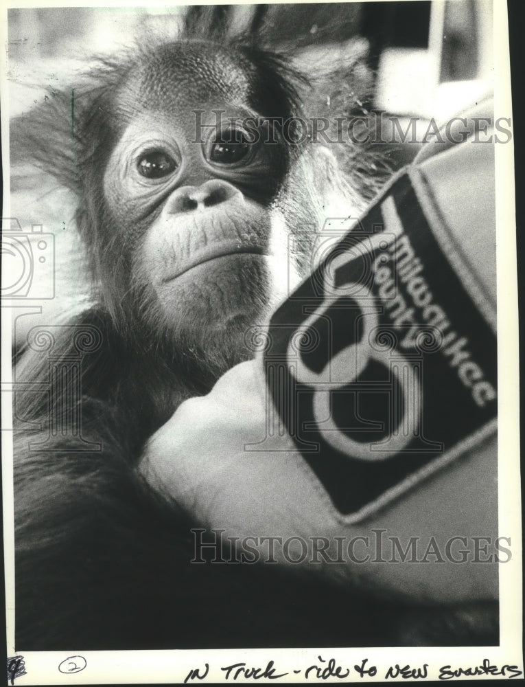 1982 Press Photo Sintang, a 9 month old orangutan, Milwaukee Zoo - mjb70486 - Historic Images