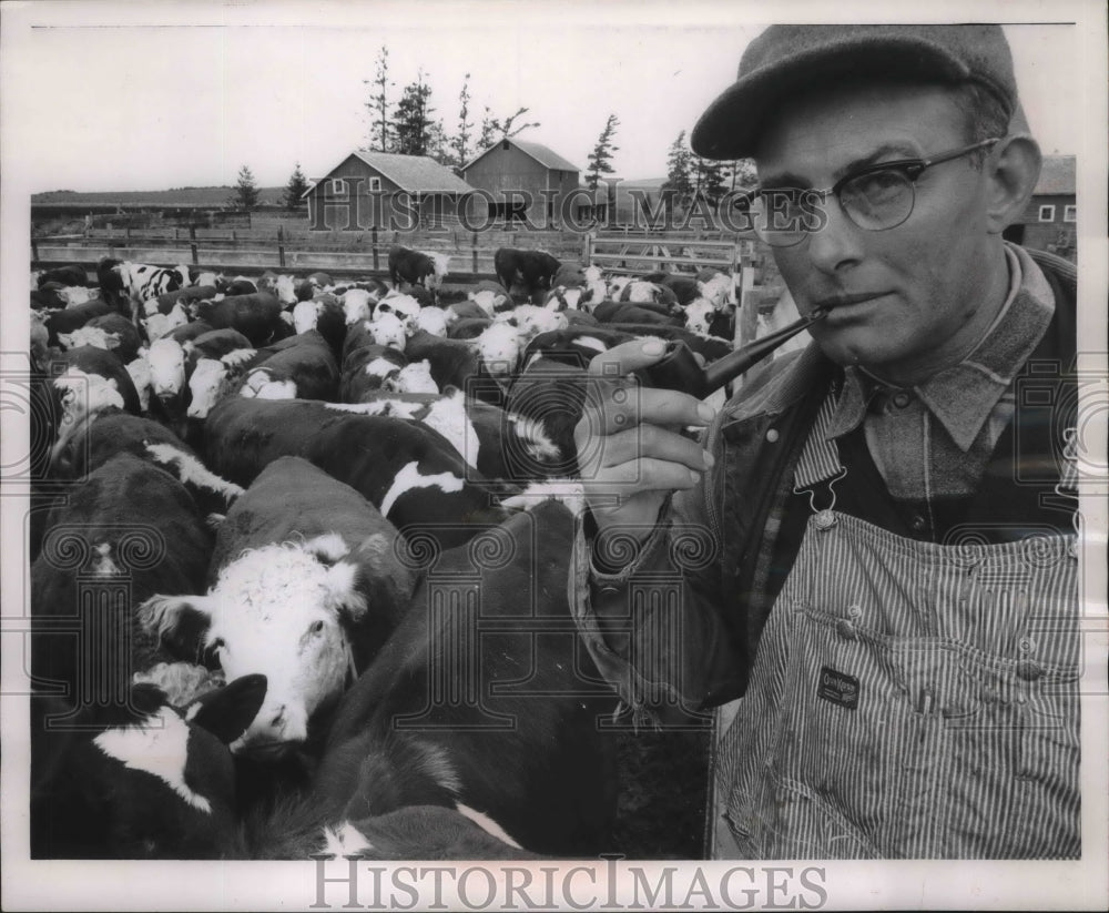 1962 Press Photo farmer William Steffenhagen of Lodi, refuses to sell his steer-Historic Images