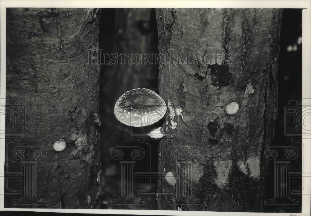 1989 Press Photo Mushrooms growing on Ken Kreuger&#39;s farm in Wisconsin - Historic Images