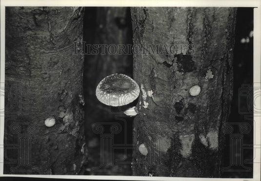 1989 Press Photo Mushrooms growing on Ken Kreuger's farm in Wisconsin - Historic Images