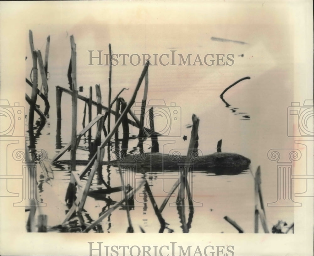 1975 Press Photo Muskrat floating at Goose Pond in Wisconsin - mjb70876 - Historic Images