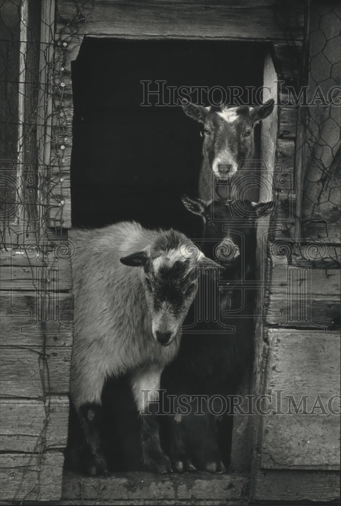 1991 Press Photo African Pygmy Goats on Nieman Farms, Mequon - mjb71268 - Historic Images