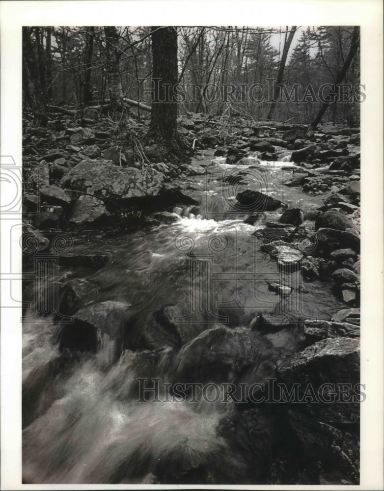 1994 Press Photo Upper Otter Creek flows through tract of hardwood forest - Historic Images