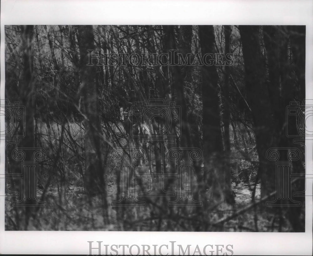1971 Press Photo Nine Mile Farm in Bayside, Wisconsin - mjb71945 - Historic Images