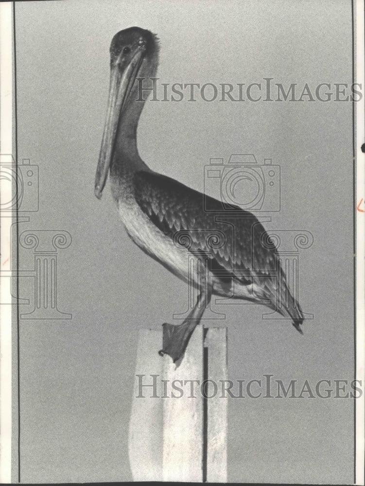 1973 A pelican in repose-Historic Images