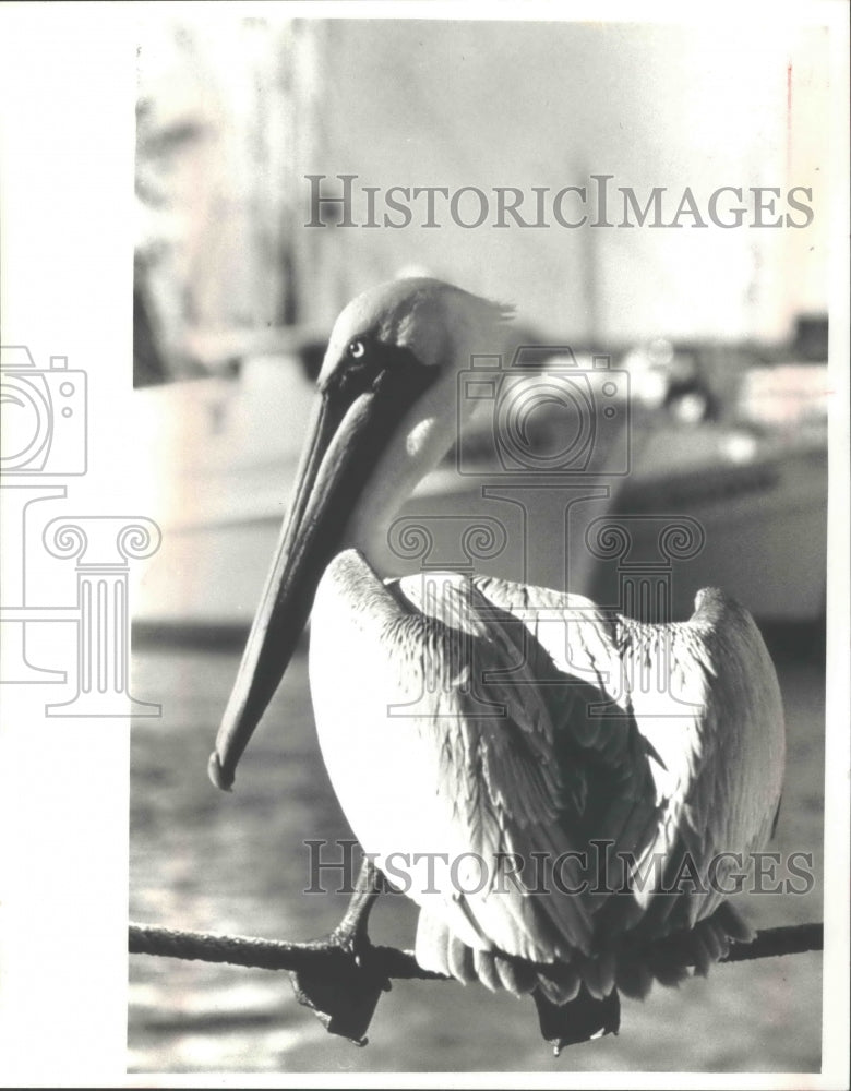 1993 Press Photo Pelicans often visit the docks of Tarpon Springs - mjb72428 - Historic Images