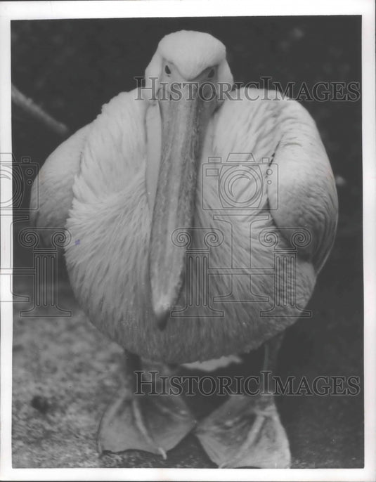 1955 Press Photo pelican puffs himself up at the London (England) Zoo - Historic Images