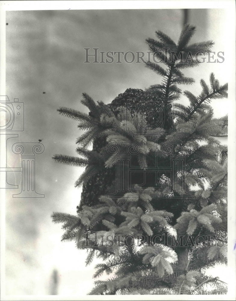 1990 Swarm of bees, Waukesha, Wisconsin - Historic Images